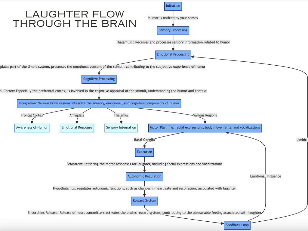 This is a flow chart of how laughter moves the through the brain.